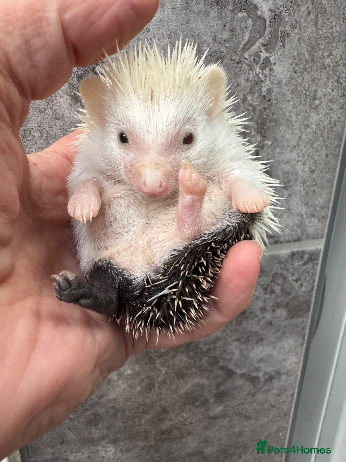 Pygmy Hedgehog rodents 8 week old reverse pinto boy & girl  .READY  - Advert 2