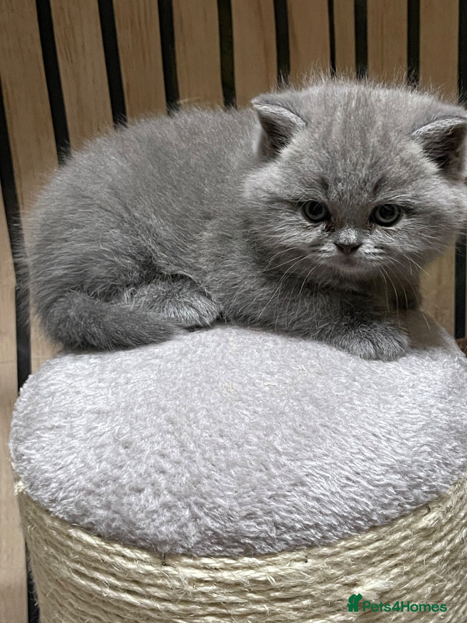 British Shorthair cats PEDIGREE BRITISH SHORTHAIR BLUE KITTENS - Advert 1