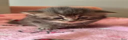 Maine Coon cats for sale: Gorgeous full breed Mainecoon kittens ready may 20 - Advert 16