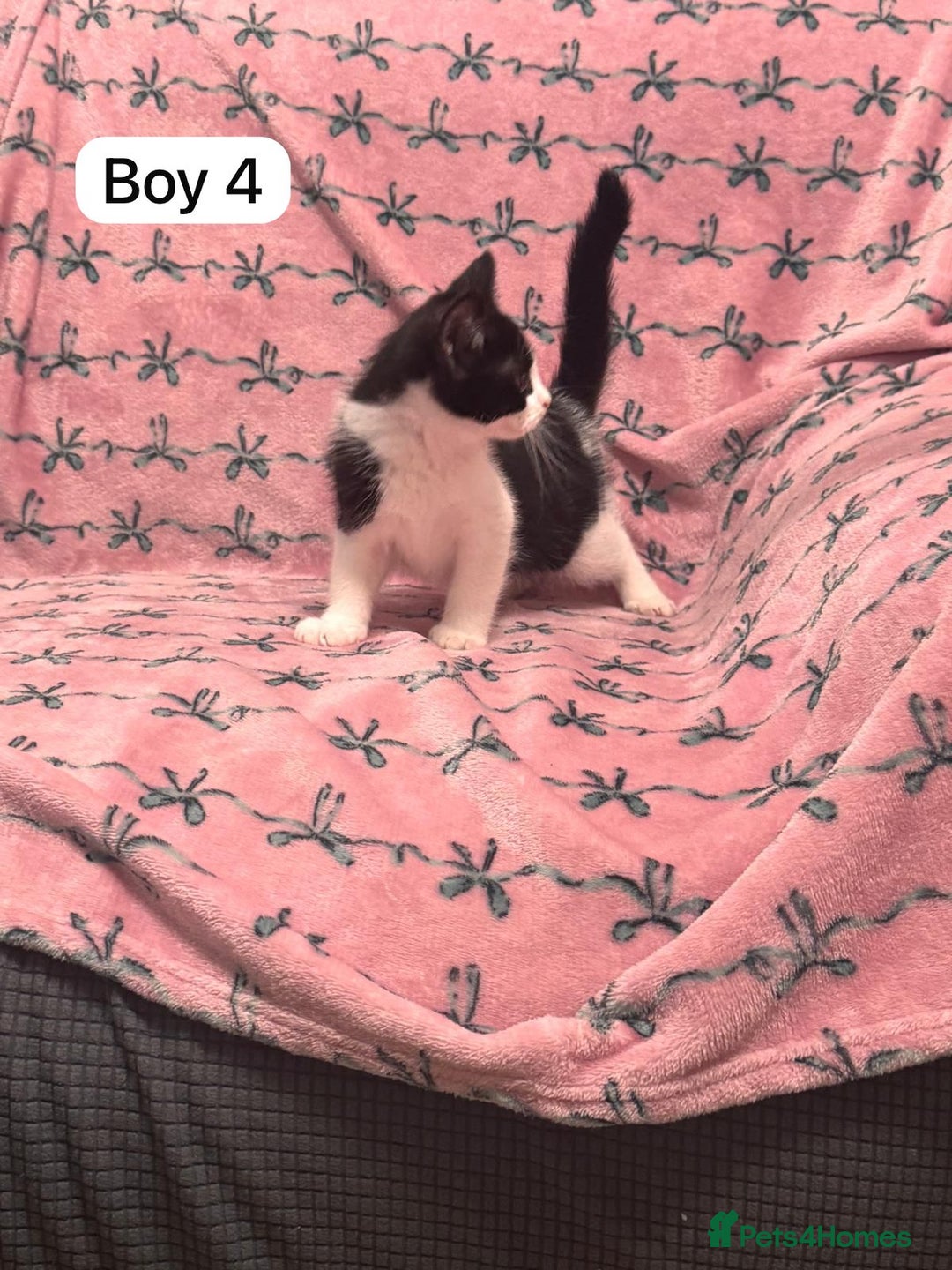 British Shorthair cats for sale: PURE BSH Girl kitten and BSH mix adorable boys - Advert 14