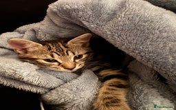 Mixed Breed cats for sale: Bella - Advert 1