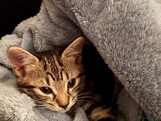 Mixed Breed cats Bella - Advert 1