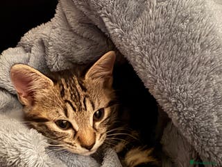 Mixed Breed cats for sale: Bella - Advert 1