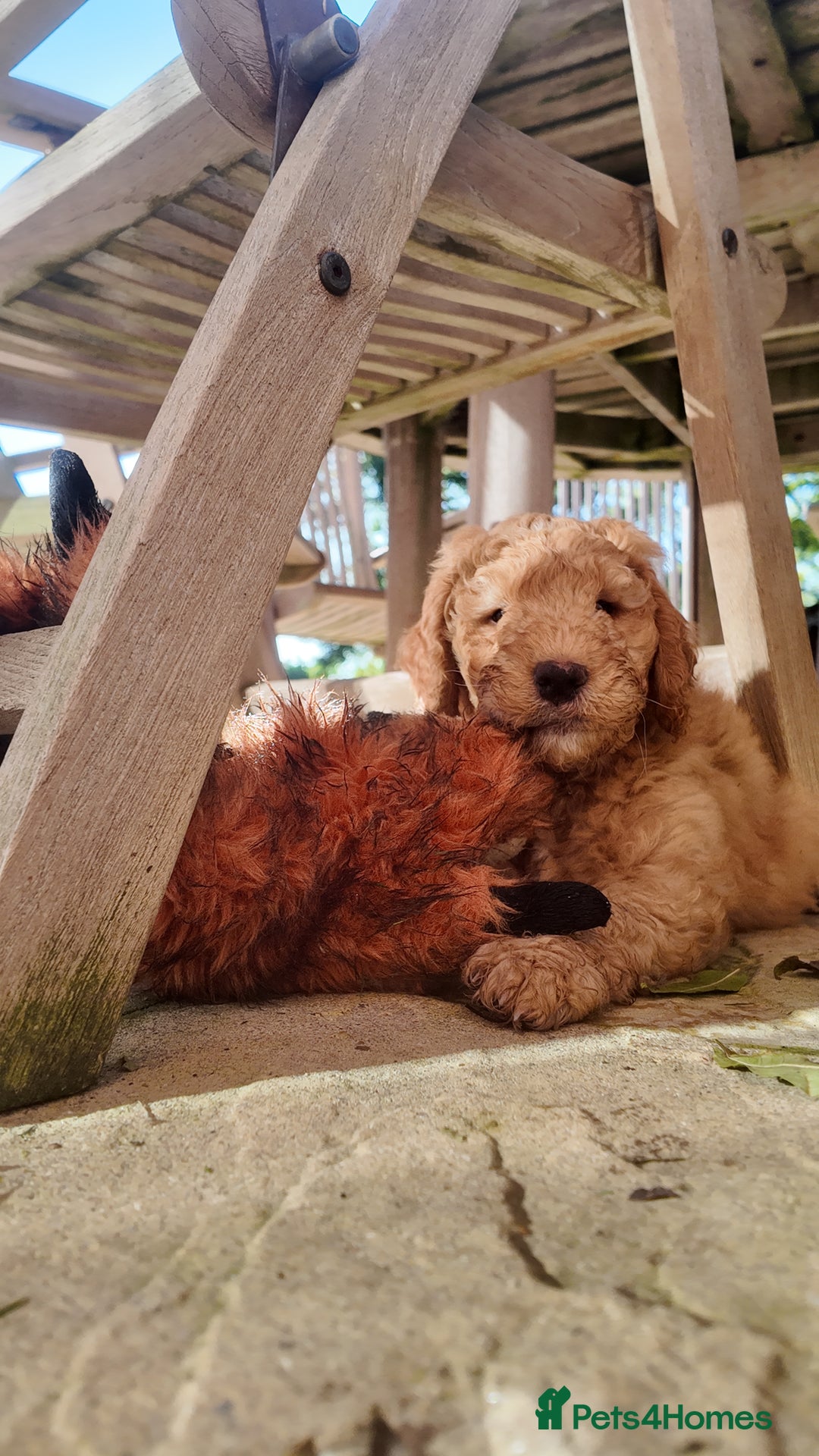 Mini Goldendoodle dogs for sale: Miniature Goldendoodle Puppies – Therapy Dog Mum - Image 4