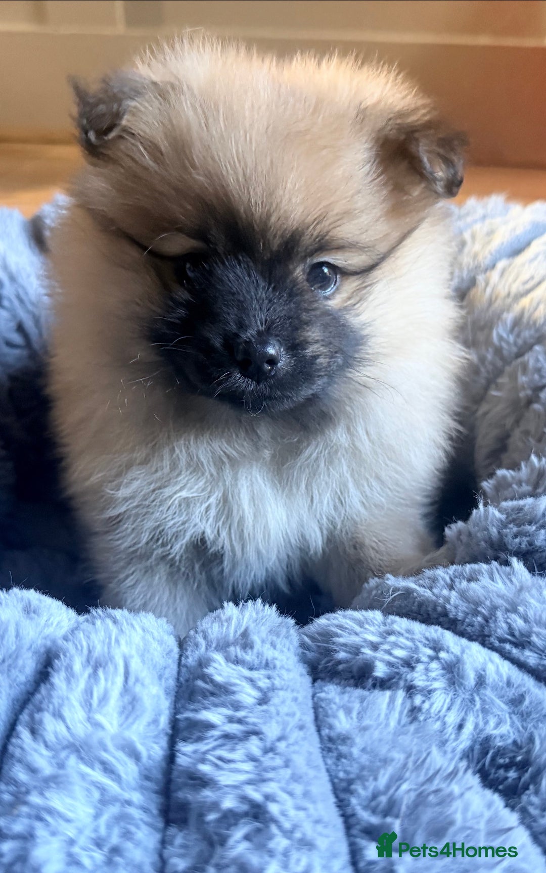 Pomeranian dogs for sale: 3 lovely girls and 1 boy Pomeranian puppies  - Advert 14