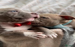 American Bully dogs for sale: American Bully Pocket Champions Bloodlines  in Ilford - Image 3