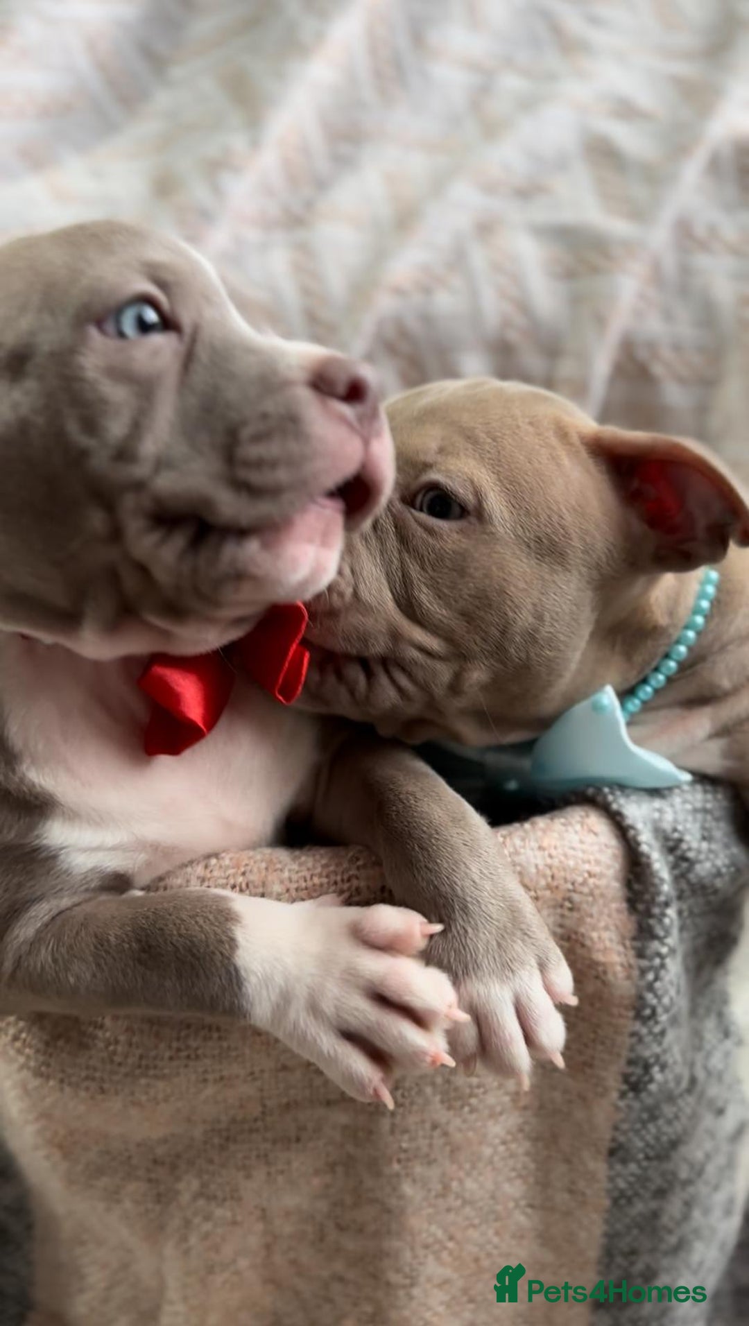American Bully dogs for sale: American Bully Pocket Champions Bloodlines  in Ilford - Image 3