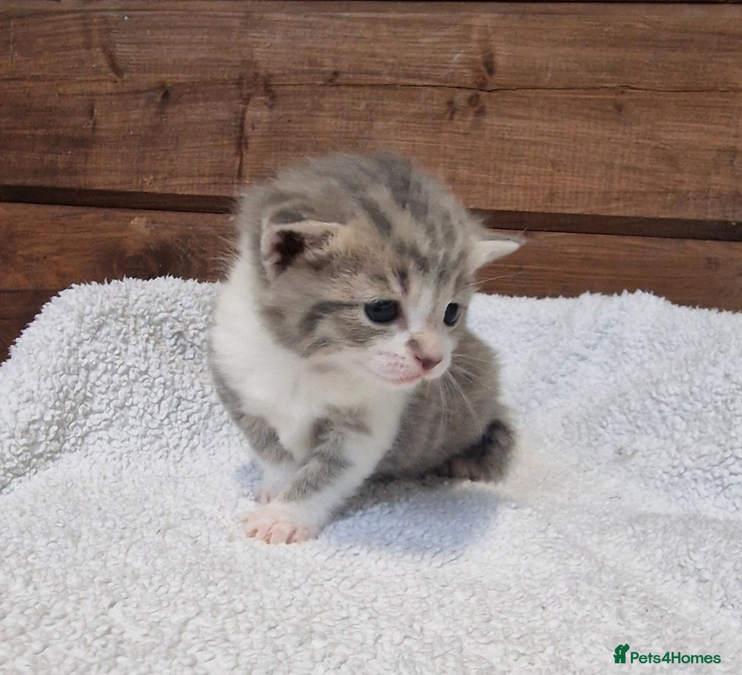 Mixed Breed cats for sale: 3 Gorgeous Kittens - Advert 17