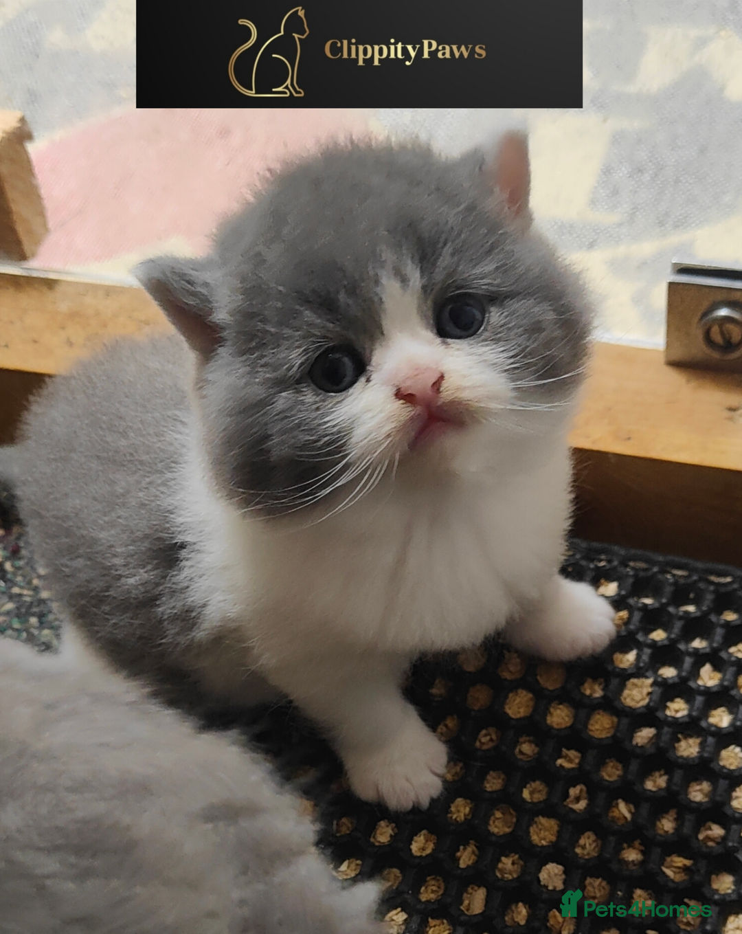 British Shorthair cats for sale: GCCF Registered Chunky British Shorthair Kittens  - Advert 3