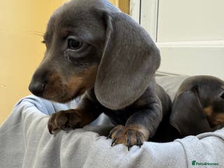 Dachshund dogs LILAC AND TAN BOY PUPPIES - Advert 5