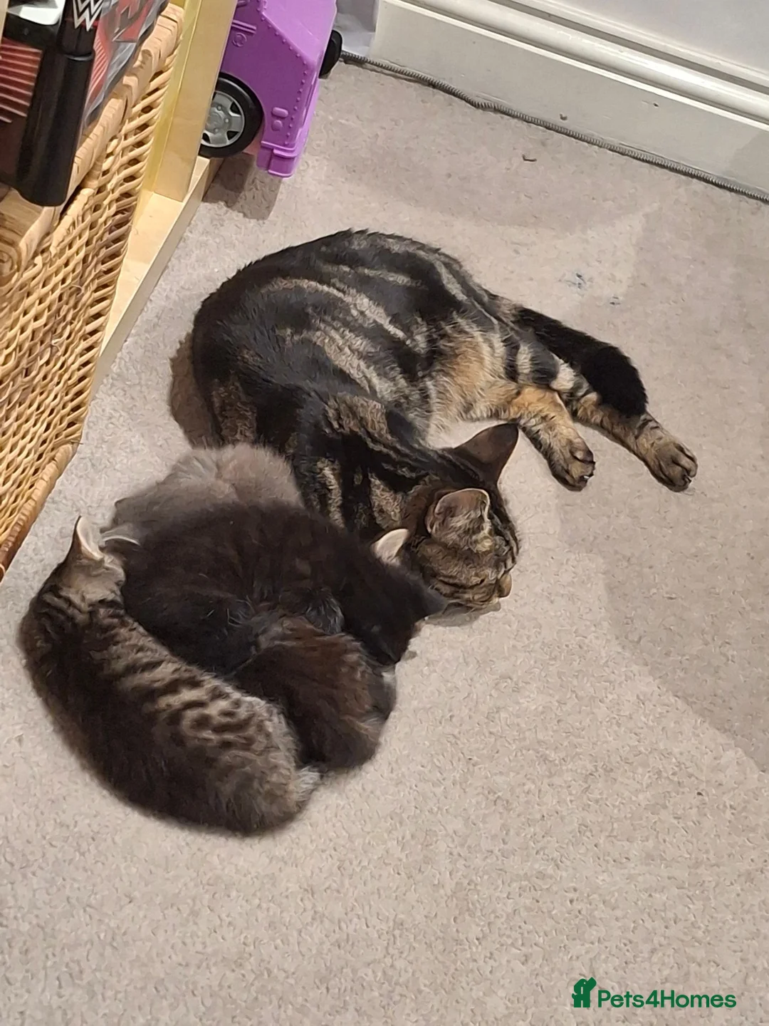 Mixed Breed cats for sale: 7 Beautiful Kittens for Sale - Advert 25