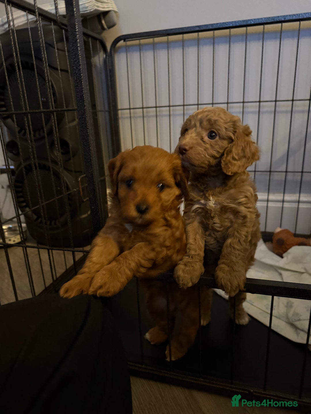 Cavapoo dogs for sale: Cavapoo  - Advert 2