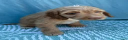 Cockapoo dogs for sale: Adorable F1 PRA clear cockapoo puppies READY TO GO - Advert 3