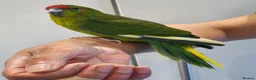 Parakeets birds for sale: Handreared baby Kakariki for sale  - Advert 3