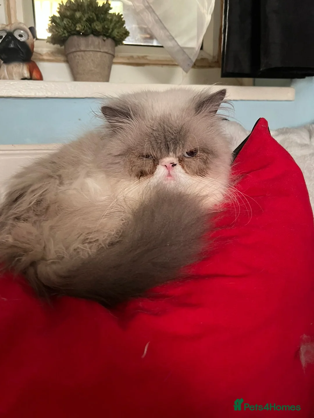 Persian cats for sale: Last Persian Chinchilla boy  - Advert 9