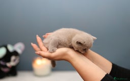 British Shorthair cats for sale: 🐾 Pedigree Lilac BSH Boy & Girl – Ready Soon! - Image 6