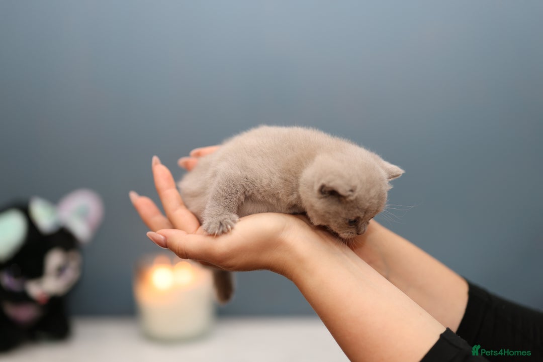 British Shorthair cats for sale: 🐾 Pedigree Lilac BSH Boy & Girl – Ready Soon! - Image 6