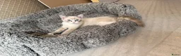 Ragdoll cats for sale: 🐾 Reluctantly Looking for Loving Forever Homes 🐾 in Axminster - Advert 6