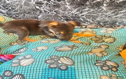 Mixed Breed dogs for sale: Malinois rotti cross puppy’s for sale - Image 18