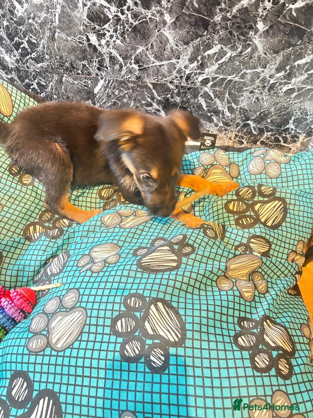 Mixed Breed dogs for sale: Malinois rotti cross puppy’s for sale - Image 18