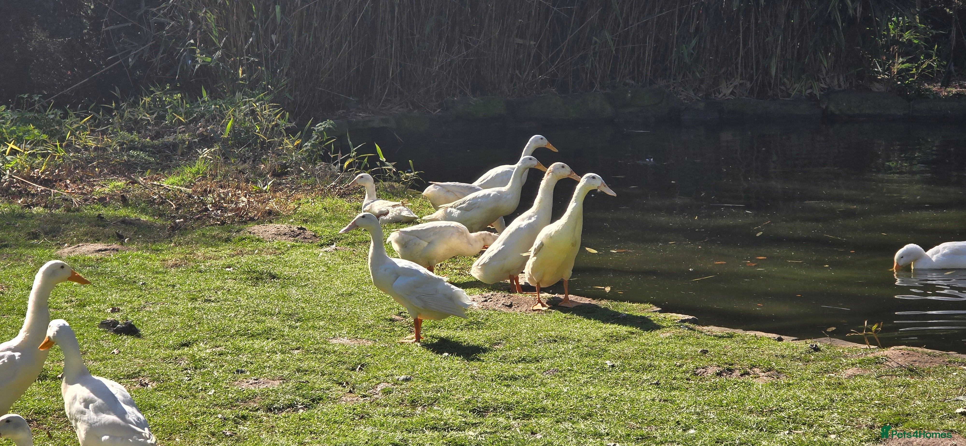 Ducks poultry Runner Ducks  - Advert 2