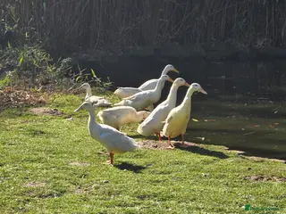 Ducks poultry Runner Ducks - Advert 2