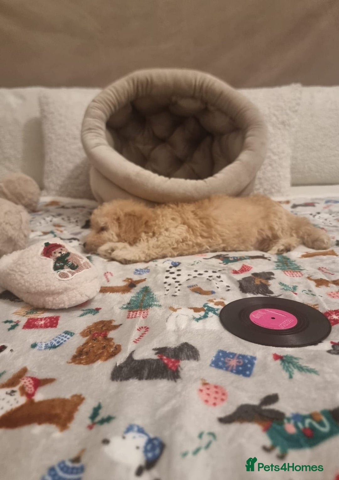 Maltipoo dogs for sale: Amazing apricot color Maltipoo puppies! - Advert 24