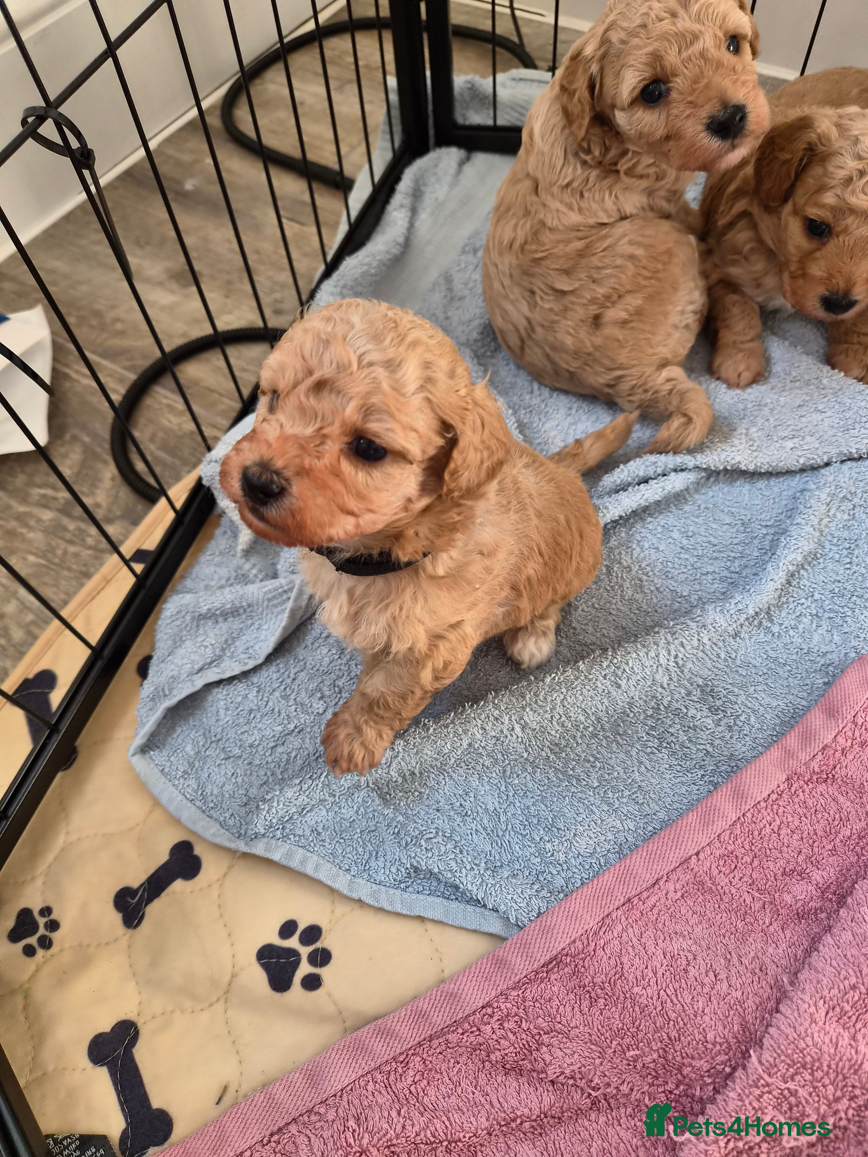 Mixed Breed dogs 💕10 Poochon (Bichon Maltipoo) Pups, bred by vet - Advert 2