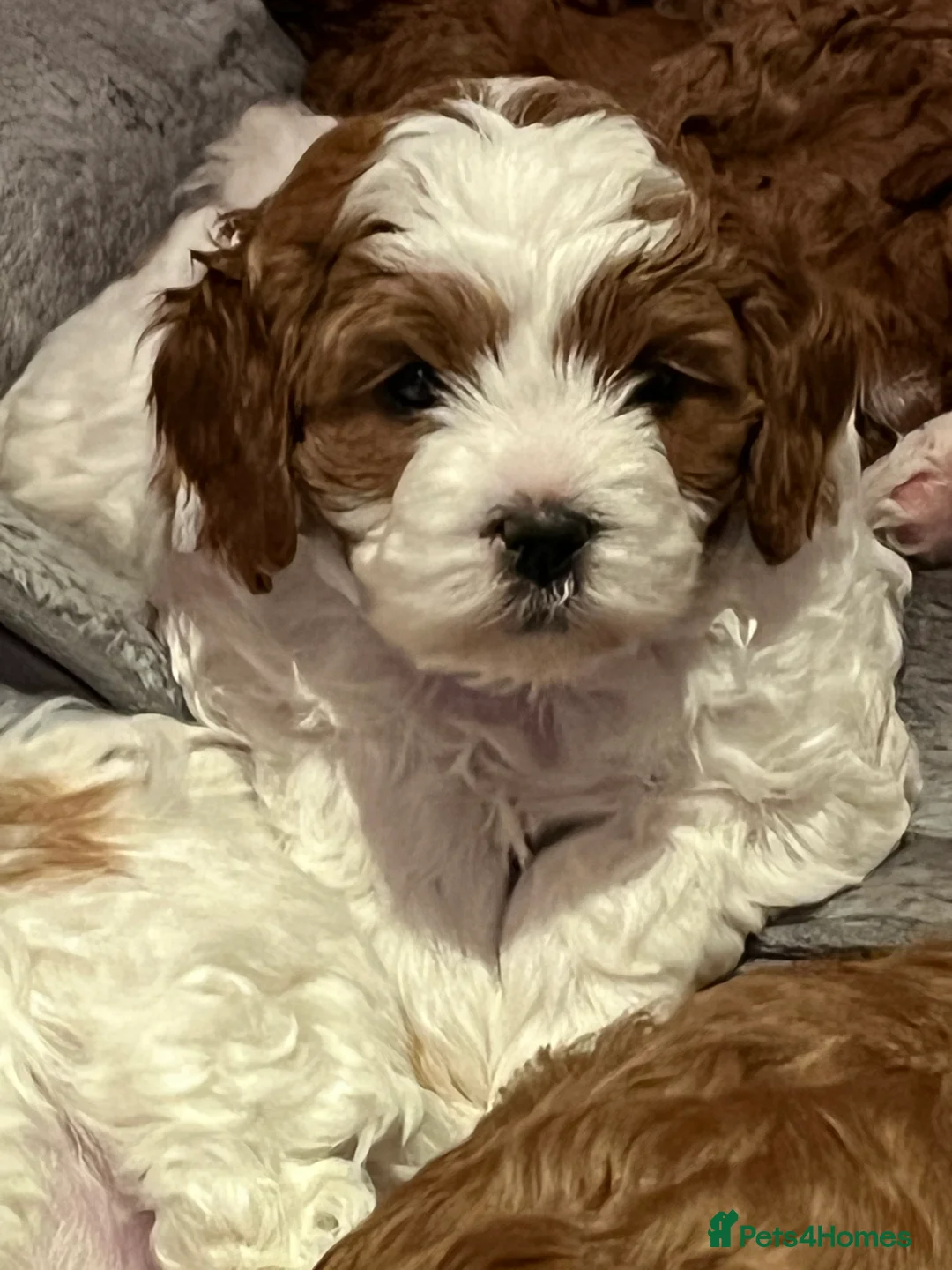 Cavapoo dogs for stud: F1 PROVEN Toy Cavapoo DNA Clear stud in Stafford - Advert 5