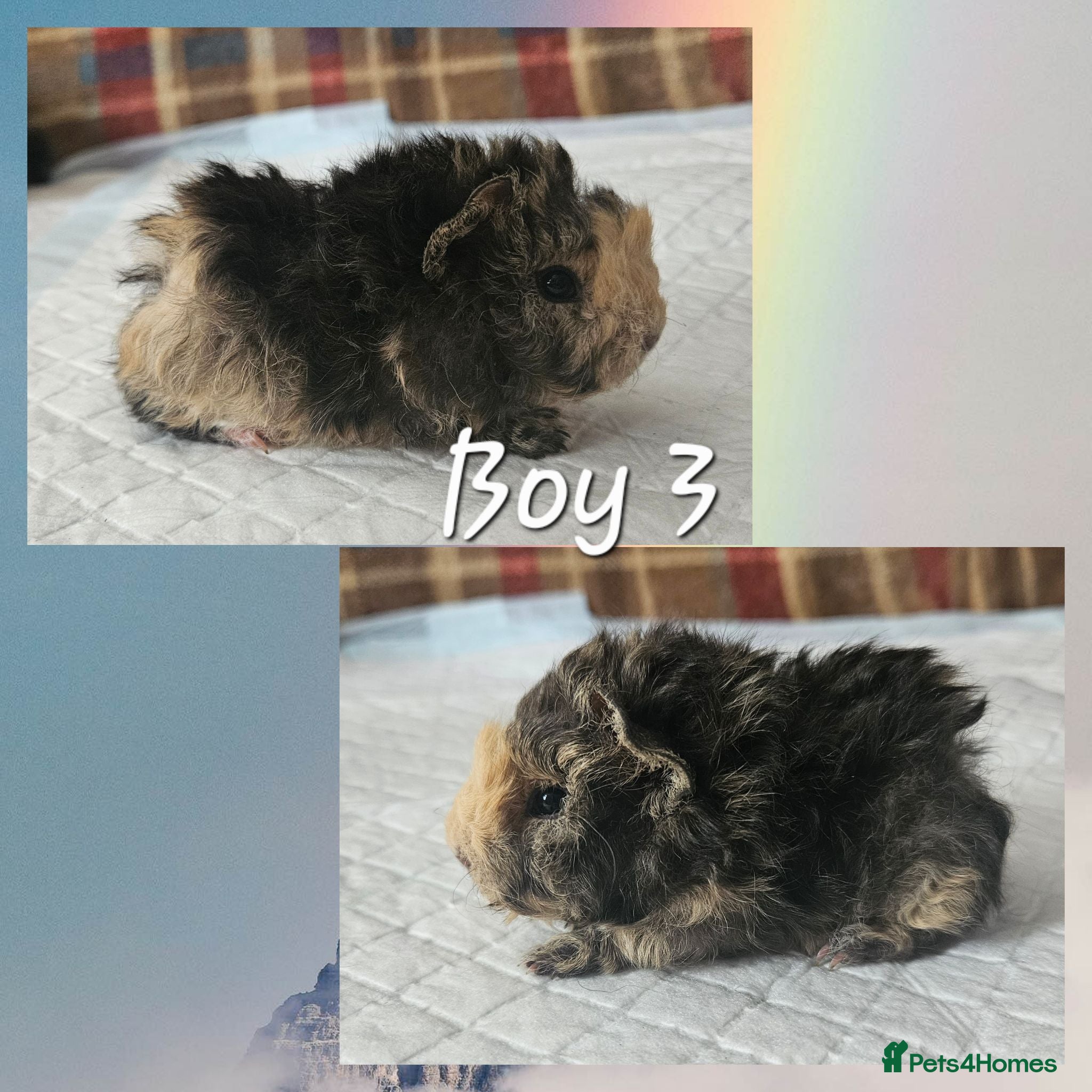 Guinea Pig rodents BEAUTIFUL FUNKY BABIES - Advert 1