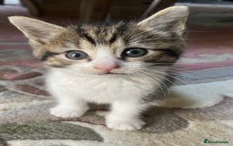Mixed Breed cats for sale: 4 Sweet tempered kittens looking for loving homes - Image 10