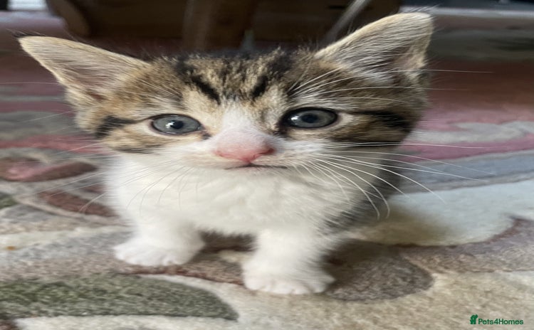 Mixed Breed cats - Advert 2