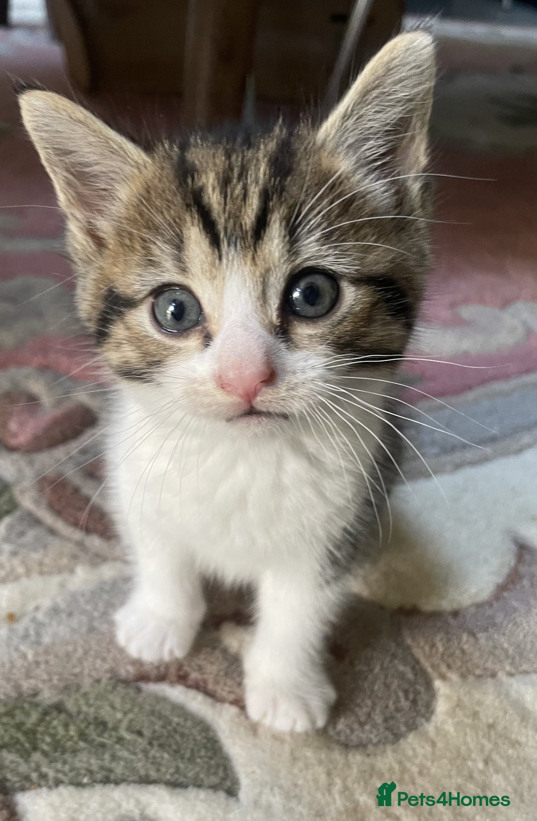 Mixed Breed cats for sale: 4 Sweet tempered kittens looking for loving homes - Image 10