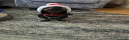 Dachshund dogs for stud: Daschund for stud in Nottingham - Advert 4