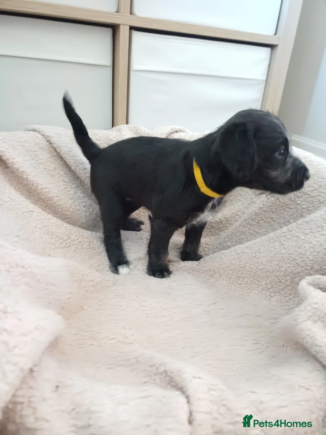 Mixed Breed dogs for sale: Bedlington x Whippet Puppies  - Advert 5