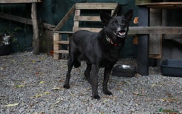 Mixed Breed dogs for adoption: 💖🐶 MARY 🐶💖 - Image 21