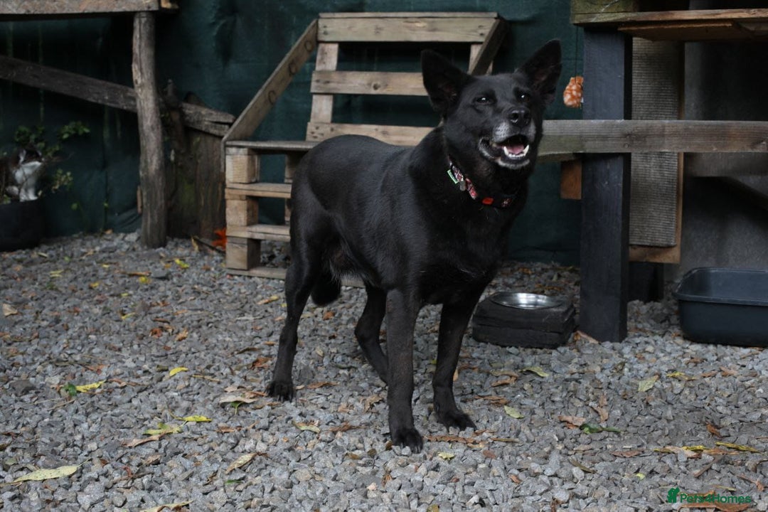 Mixed Breed dogs for adoption: 💖🐶 MARY 🐶💖 - Image 21