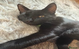 Domestic Shorthair cats for sale: Rehoming my male kitten - Image 3