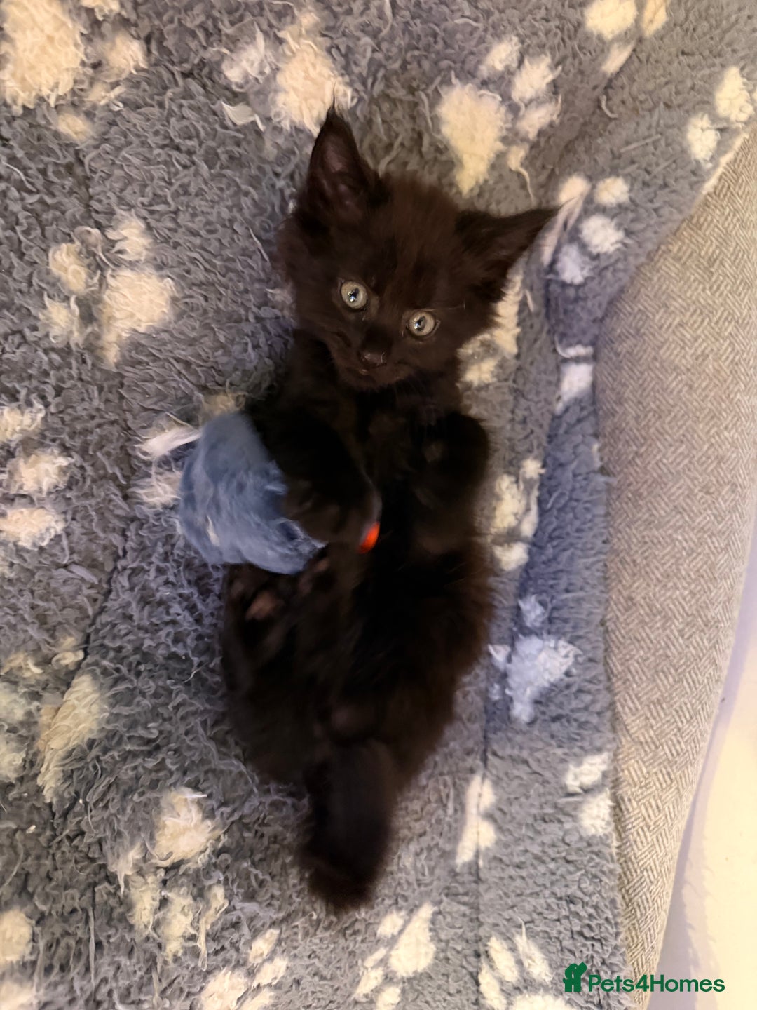 Maine Coon cats for sale: 6 remaining kittens - Advert 37