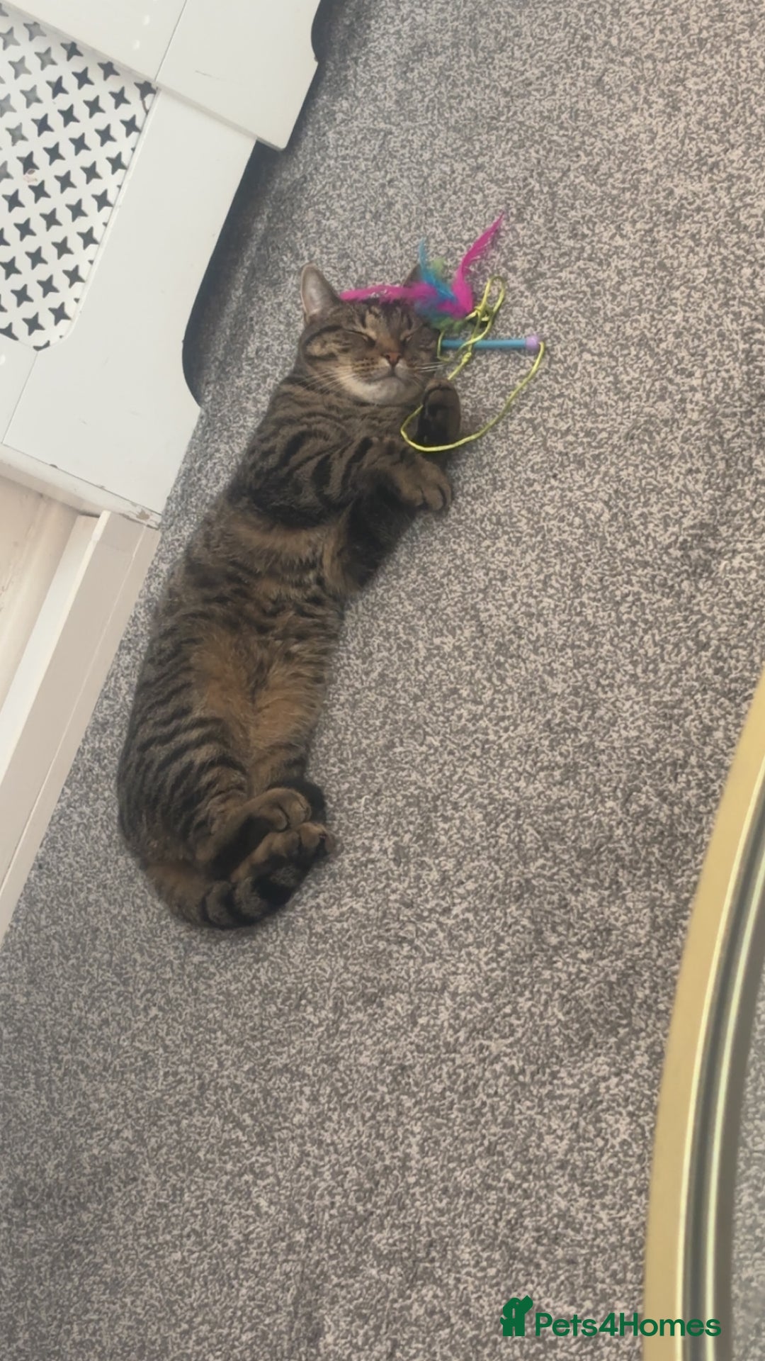 Mixed Breed cats for sale: Leo (black&white) Enzo (tabby ragdoll mix) - Advert 5