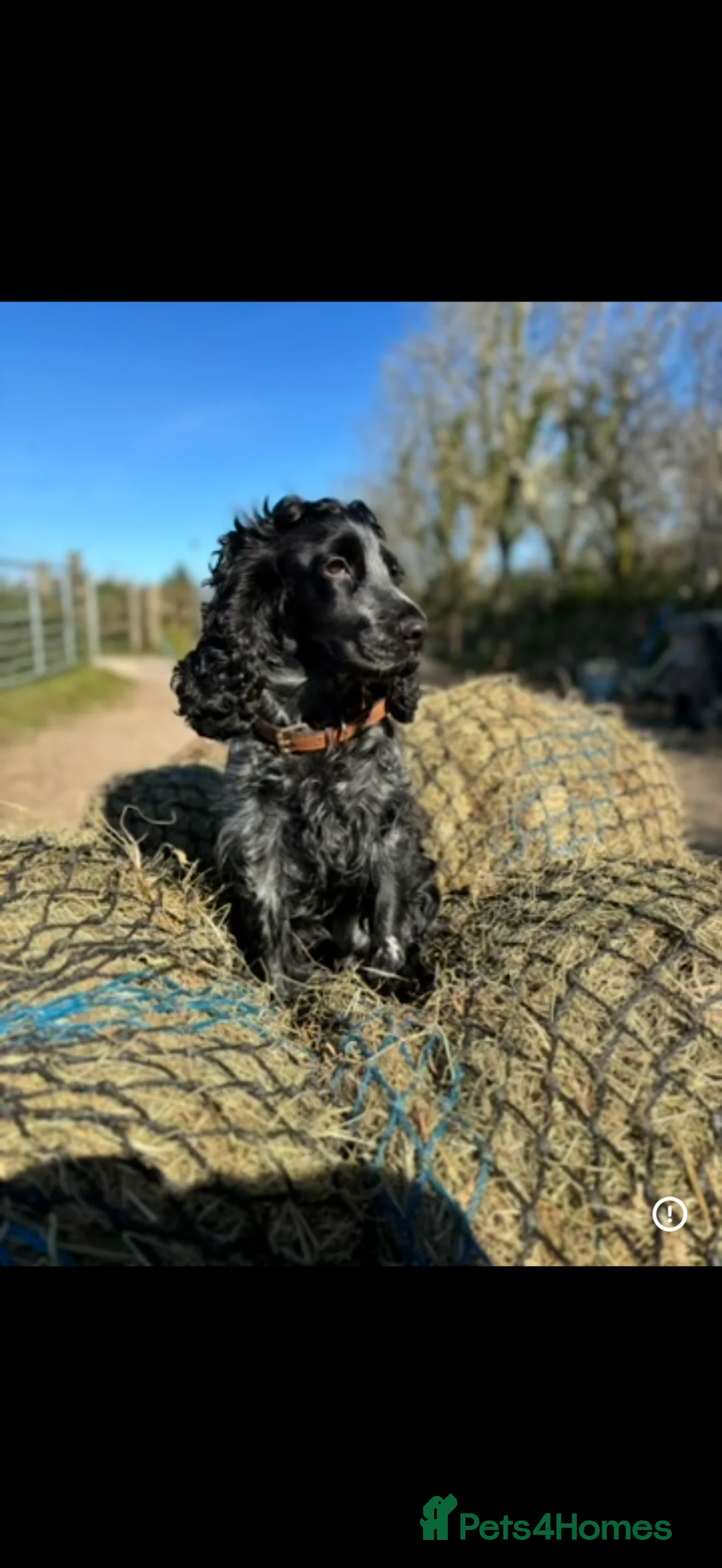 Cocker Spaniel dogs for sale: Adorable Cocker Spaniel Puppies  🐾 - Advert 2