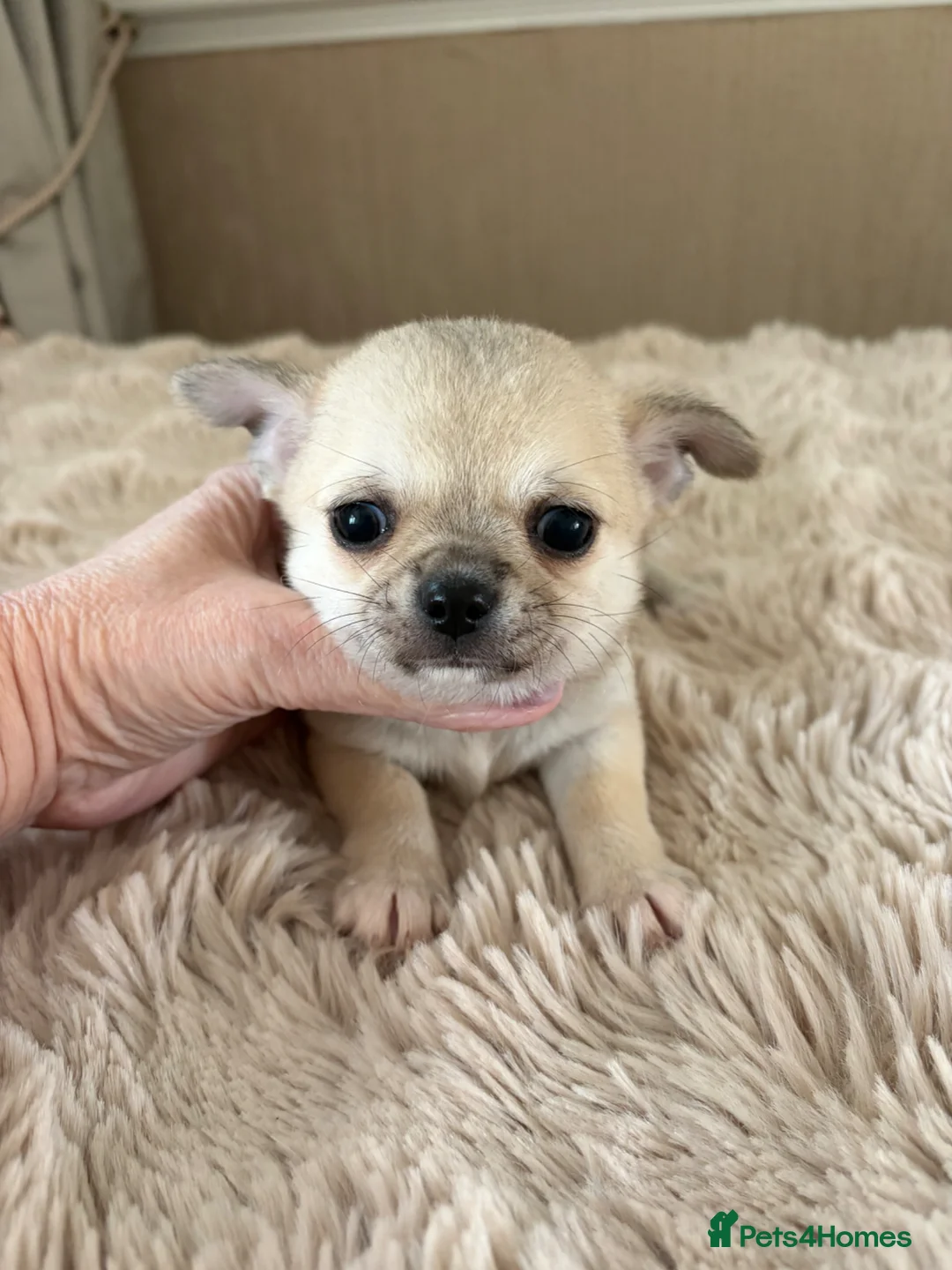 Chihuahua dogs for sale: Long and smooth chihuahua puppies  - Advert 2