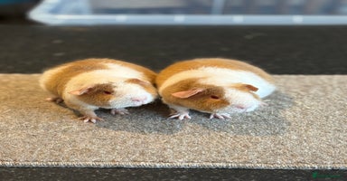 Guinea Pig rodents - Advert 3