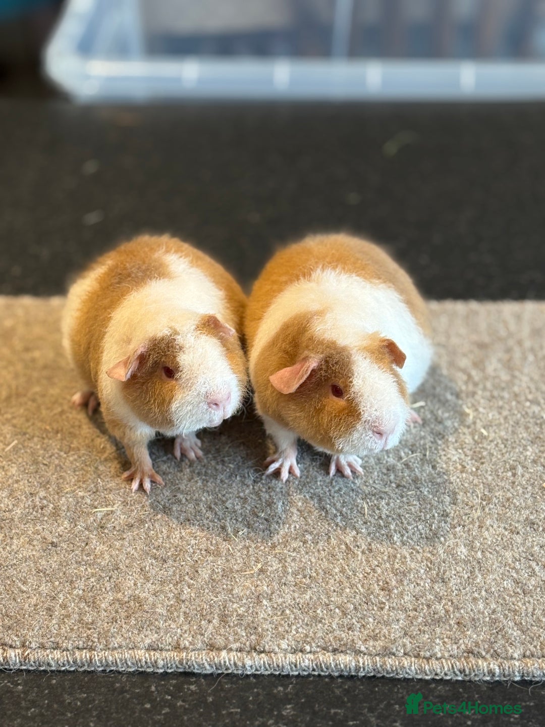 Guinea Pig rodents for sale: Teddy Guinea pigs  - Image 2