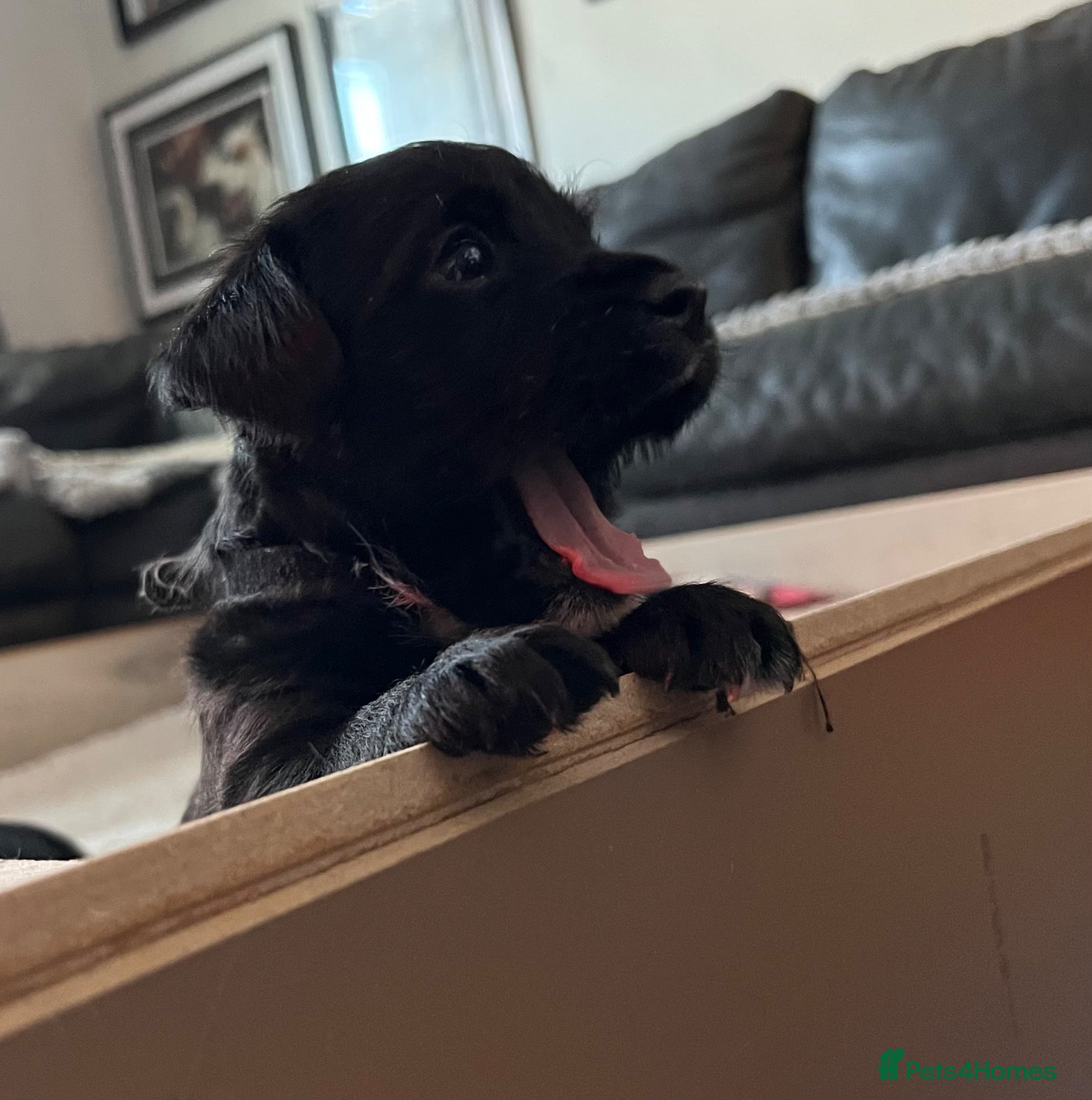 Patterdale Terrier dogs Stunning spooktacular Patterdale puppies  - Advert 4