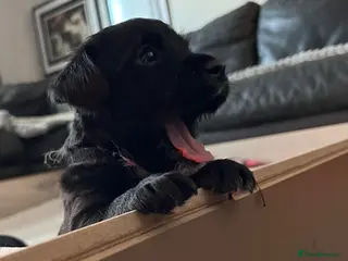 Patterdale Terrier dogs Stunning spooktacular Patterdale puppies - Advert 4