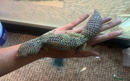Leopard Gecko reptiles for sale: Mack snow leopard gecko with full vivarium  - Image 8