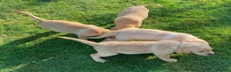 Labrador Retriever dogs for sale: KC Registered Labrador Retriever puppies  - Advert 17