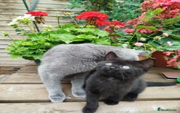 British Shorthair cats for sale: Beautiful kittens  - Image 4