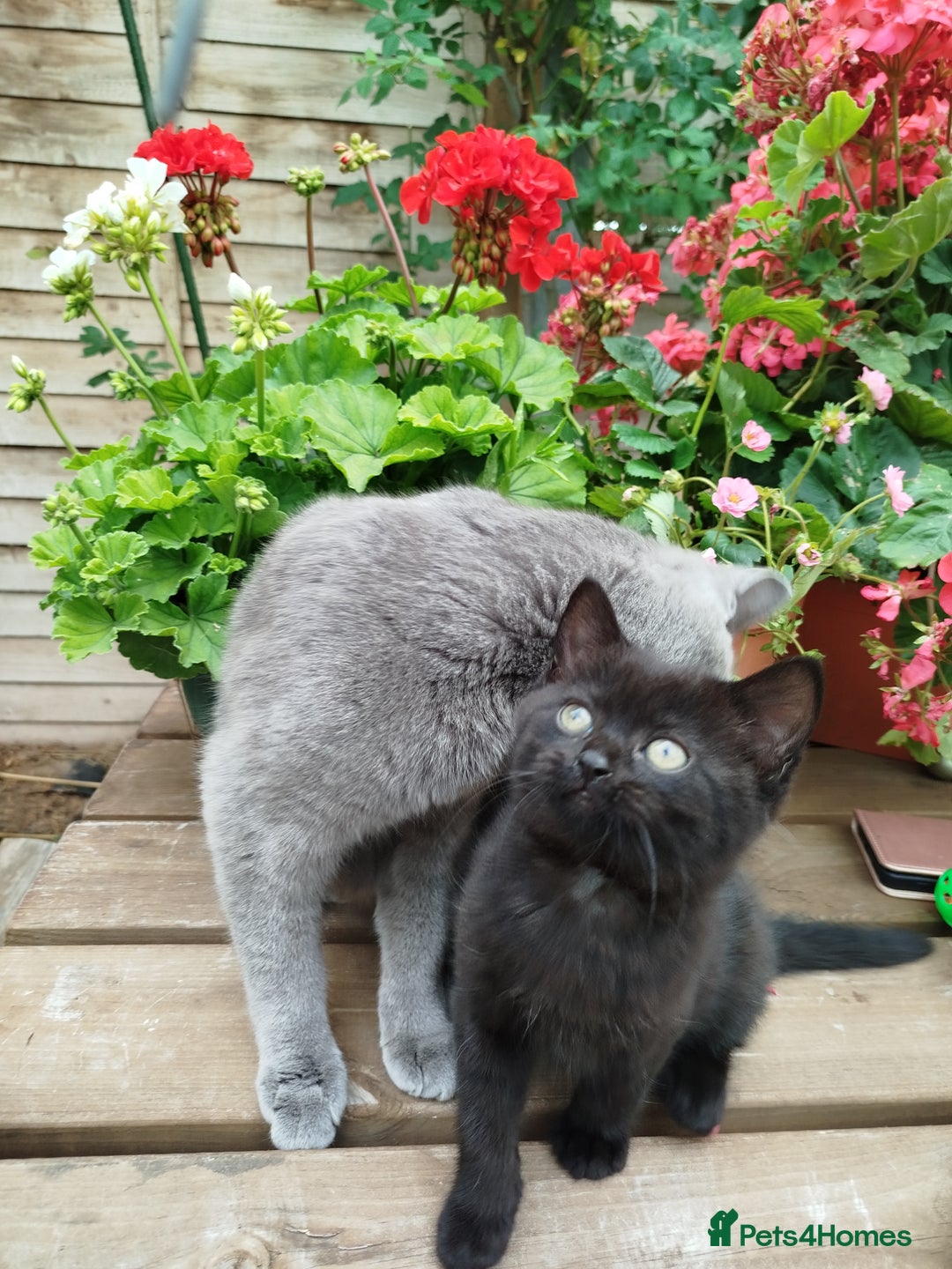 British Shorthair cats for sale: Beautiful kittens  - Image 4